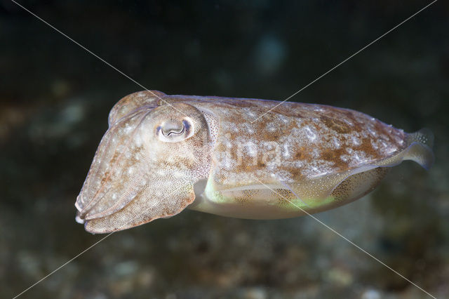 Gewone Zeekat (Sepia officinalis)