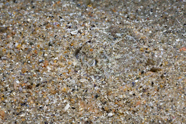 Common Cuttlefish (Sepia officinalis)