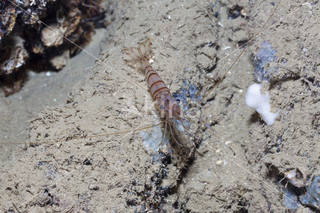 Common prawn (Palaemon serratus)