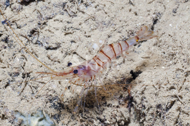 Common prawn (Palaemon serratus)