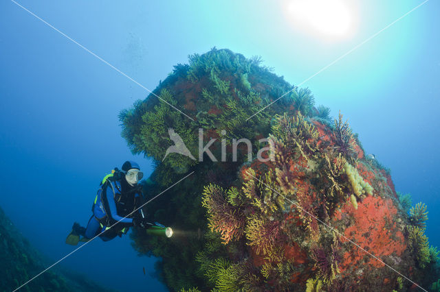 Gorgoon koraal (Paramuricea clavata)