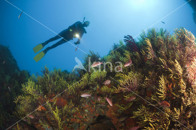 Gorgoon koraal (Paramuricea clavata)
