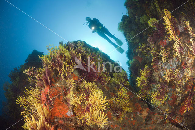 Gorgoon koraal (Paramuricea clavata)