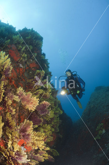 Gorgonian fan (Paramuricea clavata)