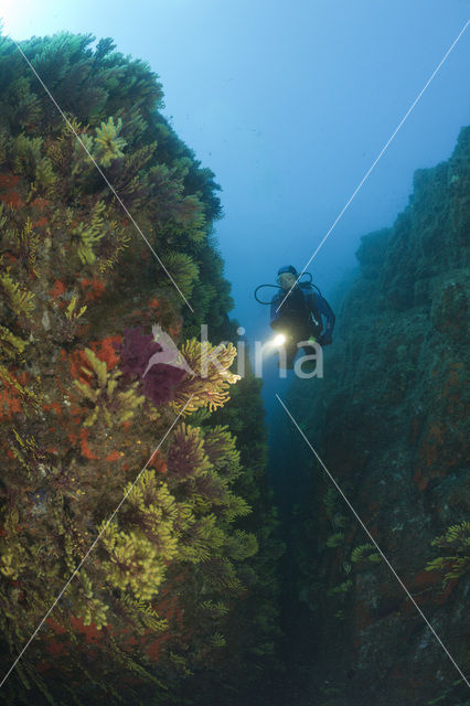 Gorgonian fan (Paramuricea clavata)