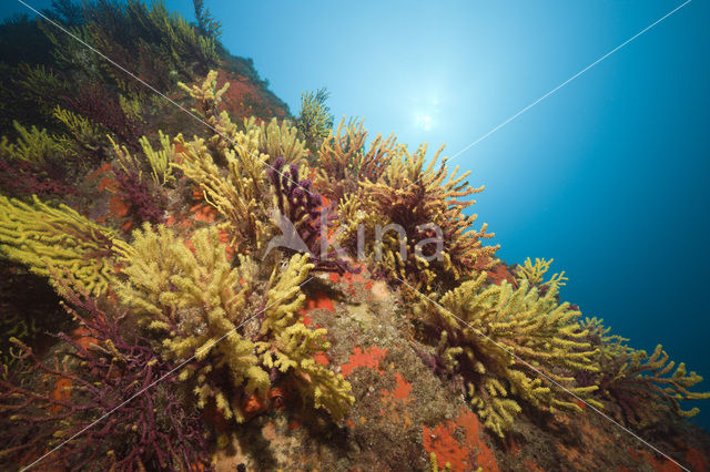 Gorgoon koraal (Paramuricea clavata)