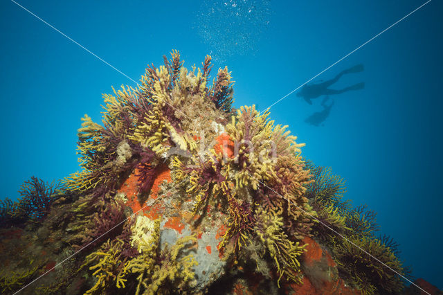 Gorgonian fan (Paramuricea clavata)
