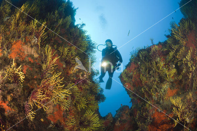 Gorgonian fan (Paramuricea clavata)