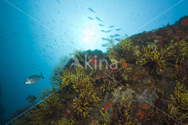 Gorgonian fan (Paramuricea clavata)