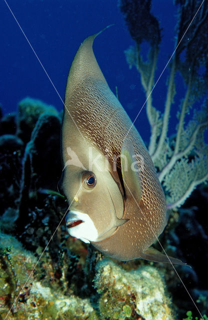 Grey angelfish (Pomacanthus arcuatus)