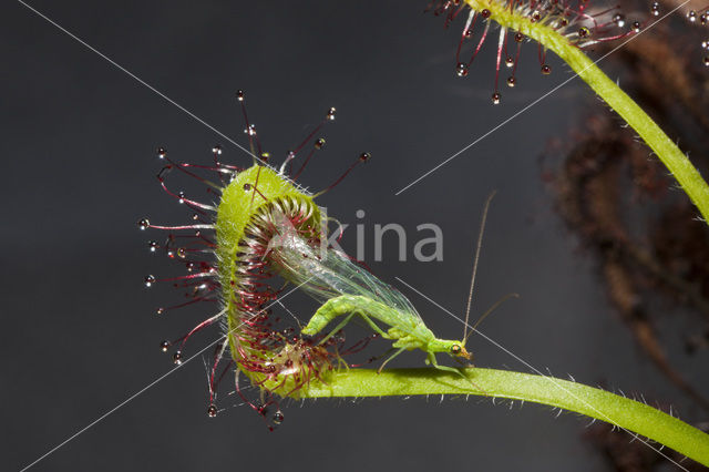 common green lacewing (Chrysoperla carnea)