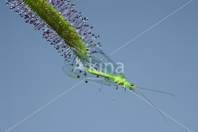 Groene gaasvlieg (Chrysoperla carnea)