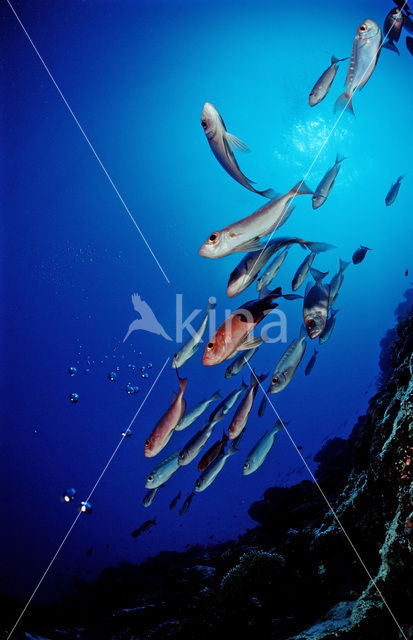 Cressent-tail bigeye (Priacanthus hamrur)