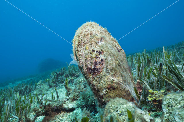 Grote steekmossel (Pinna nobilis)