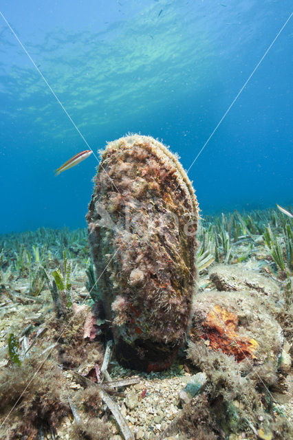 Noble pen shell (Pinna nobilis)