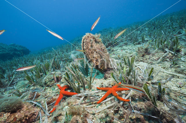 Noble pen shell (Pinna nobilis)