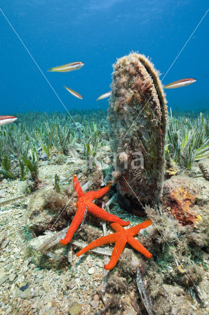 Grote steekmossel (Pinna nobilis)