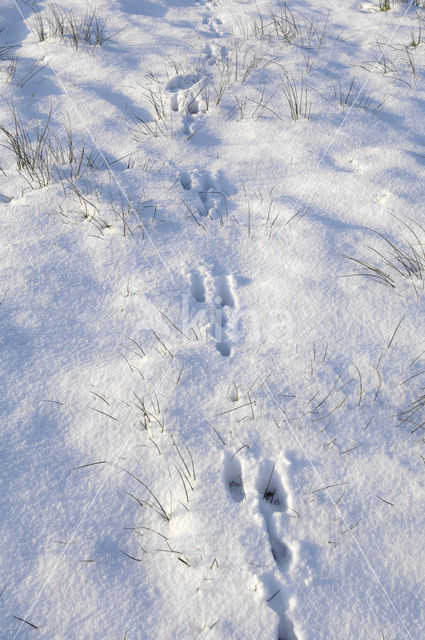 Brown Hare (Lepus europaeus)