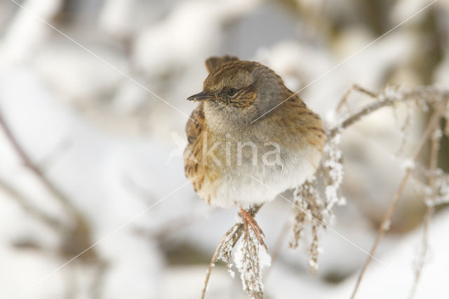 Dunnock