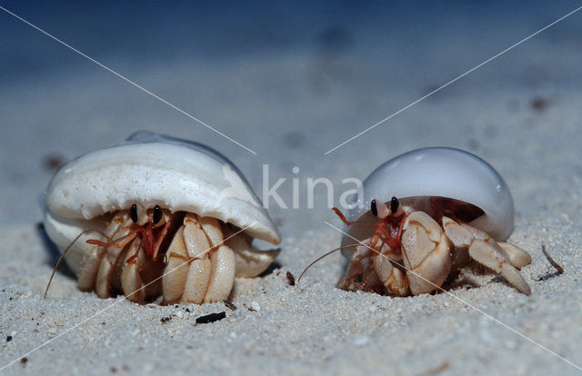 Heremietkrab (Coenobita spec)