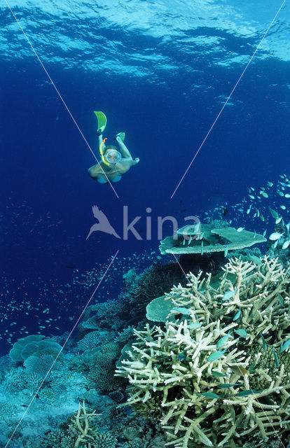Indian Ocean