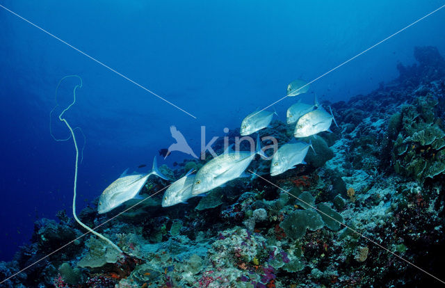 Island trevally