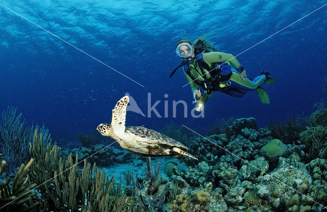 Hawksbill Turtle (Eretmochelys imbricata)