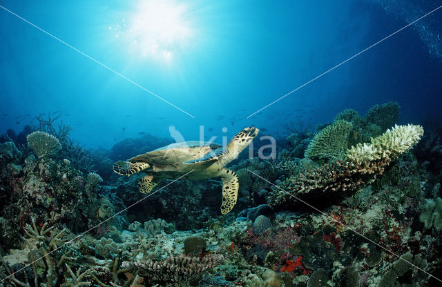 Karetschildpad (Eretmochelys imbricata)