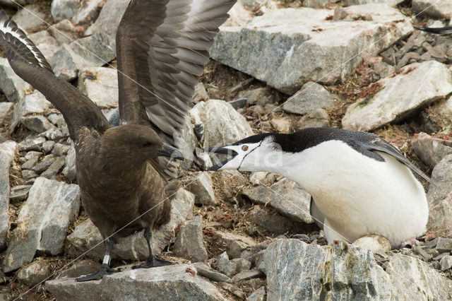 Bearded penguin