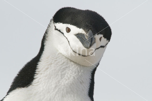 Keelbandpinguin