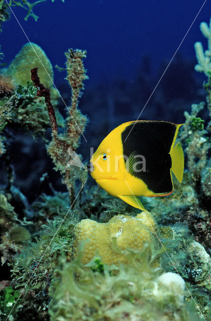 Rock beauty (Holacanthus tricolor)