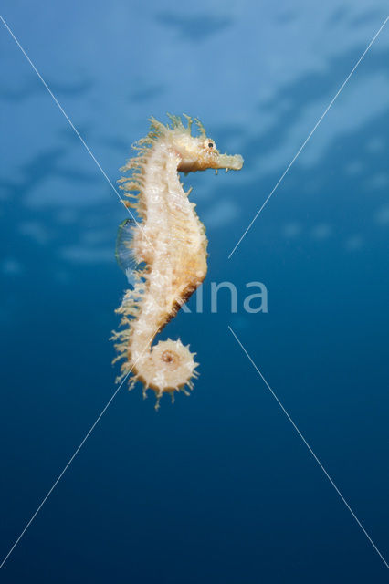 Longsnout Seahorse (Hippocampus ramulosus)