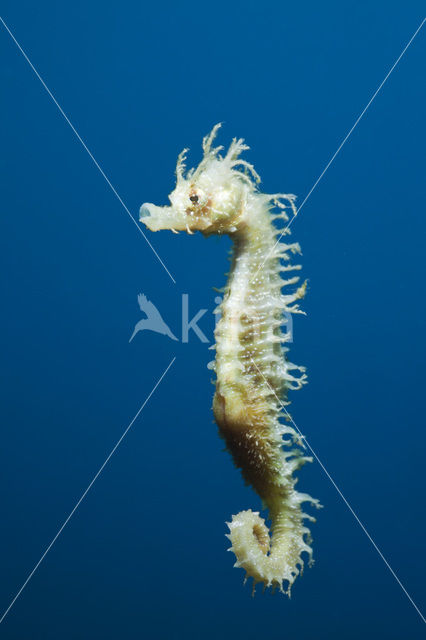 Longsnout Seahorse (Hippocampus ramulosus)