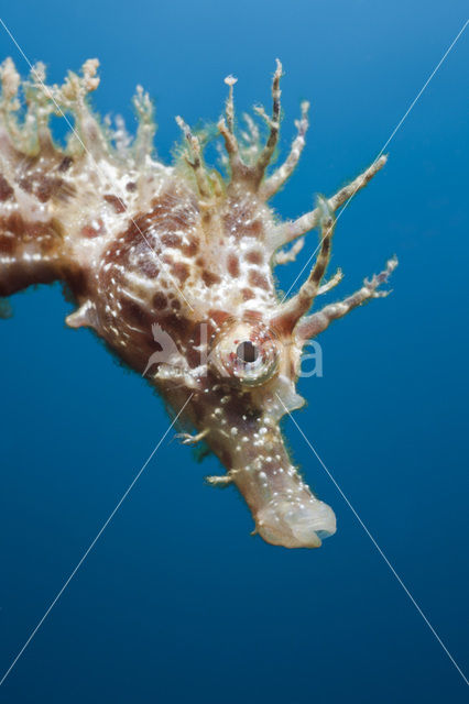 Longsnout Seahorse (Hippocampus ramulosus)