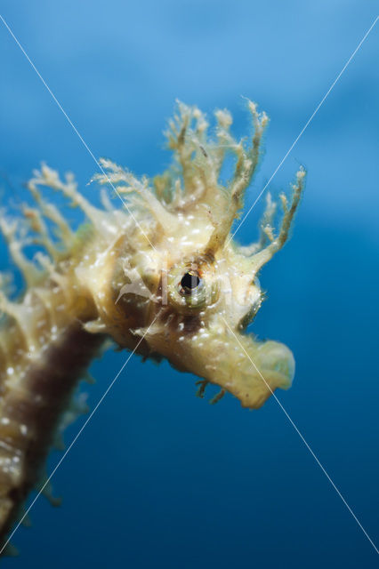 Longsnout Seahorse (Hippocampus ramulosus)