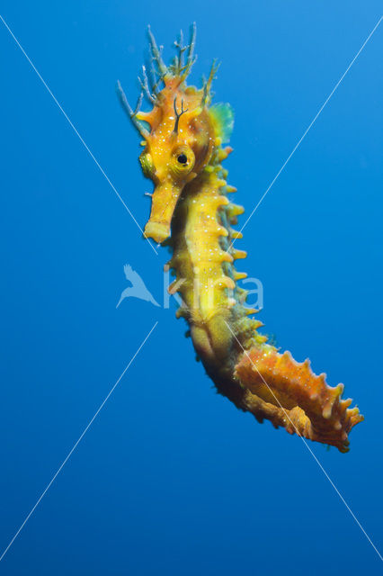 Longsnout Seahorse (Hippocampus ramulosus)