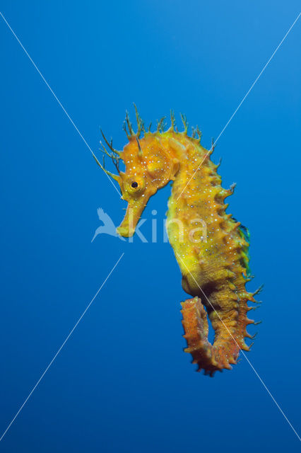 Longsnout Seahorse (Hippocampus ramulosus)