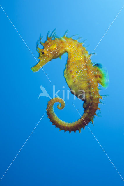 Longsnout Seahorse (Hippocampus ramulosus)