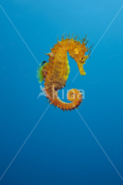 Longsnout Seahorse (Hippocampus ramulosus)