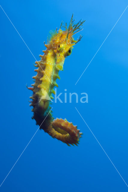 Longsnout Seahorse (Hippocampus ramulosus)