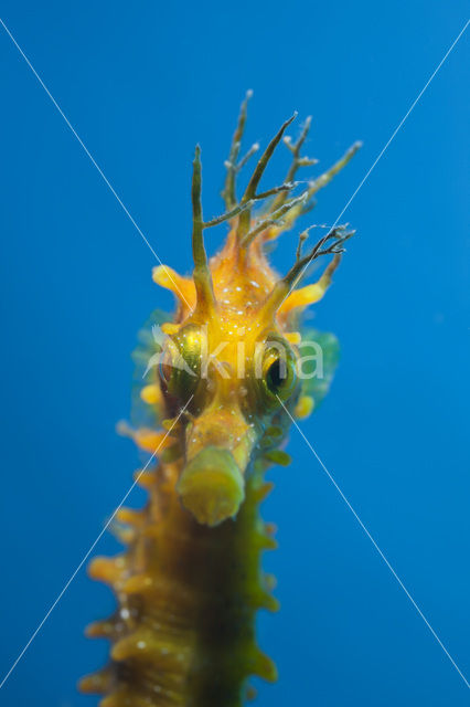 Longsnout Seahorse (Hippocampus ramulosus)