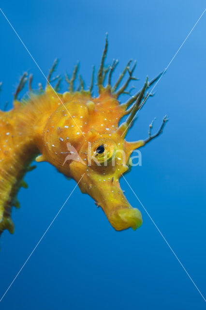 Longsnout Seahorse (Hippocampus ramulosus)