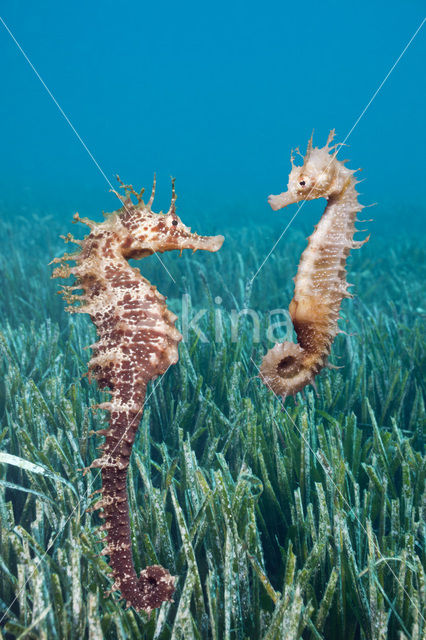 Langsnuit Zeepaardje (Hippocampus ramulosus)