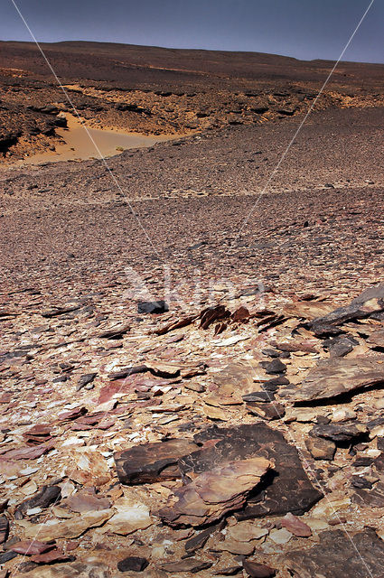 Libyan Desert