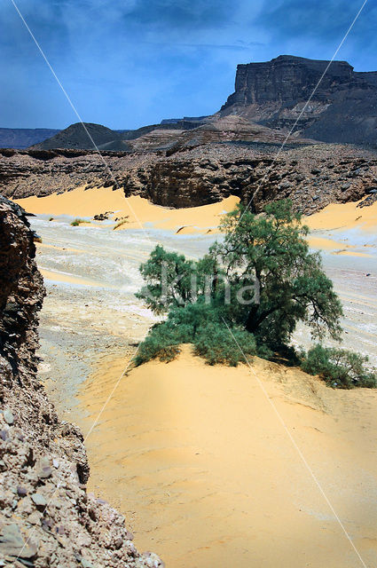 Libyan Desert