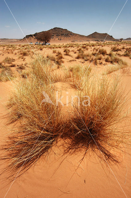 Libyan Desert
