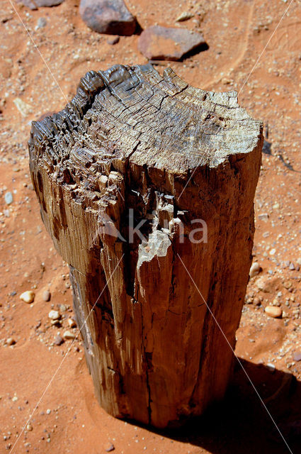 Libyan Desert