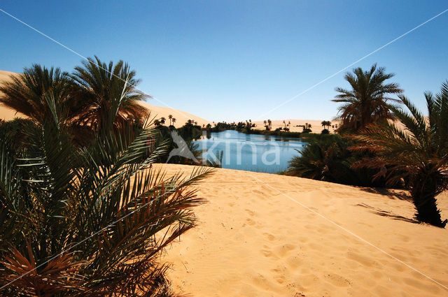 Libyan Desert