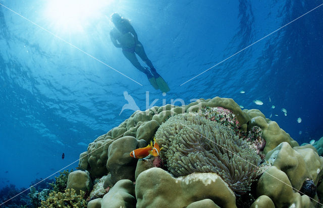 Maladiven Anemoonvis (Amphiprion nigripes)