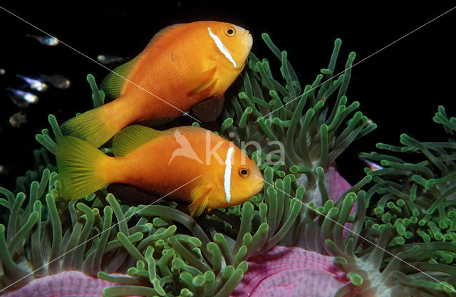 Maladiven Anemoonvis (Amphiprion nigripes)